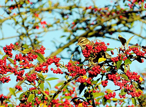 REDWING_ON_COTONEASTER