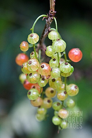 MATURING_RIBES_RUBRUM_RED_CURRANT