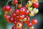 RIBES RUBRUM, RED CURRANT