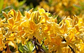 RHODODENDRON LUTEUM