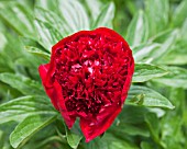 PAEONIA RED CHARM