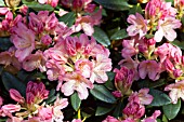 RHODODENDRON PERCY WISEMAN AGM
