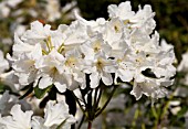 RHODODENDRON SILVER SIXPENCE