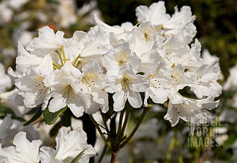 RHODODENDRON_SILVER_SIXPENCE