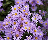 ASTER AMELLUS SILBERSEE