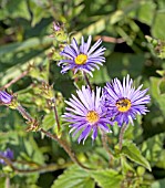 ASTER ASPERULUS (AND HOVERFLY)