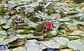 NYMPHAEA  ESCARBOUCLE, HARDY WATER LILY, JULY
