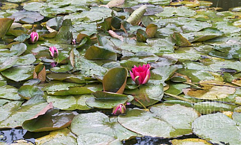 NYMPHAEA__ESCARBOUCLE_HARDY_WATER_LILY_JULY