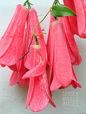 LAPAGERIA_ROSEA_CHILEAN_BELL_FLOWER