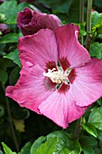 HIBISCUS PINK GIANT