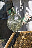 BEEKEEPER POURING SUGAR SOLUTION FOR OVER-WINTERING BEES