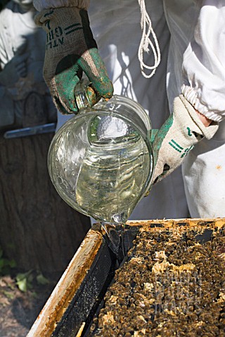 BEEKEEPER_POURING_SUGAR_SOLUTION_FOR_OVERWINTERING_BEES