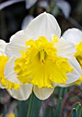NARCISSUS FRILEUSE