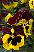 VIOLA DELTA RED & YELLOW WING