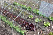 EARLY VEGETABLES GROWN UNDER CLOCHES