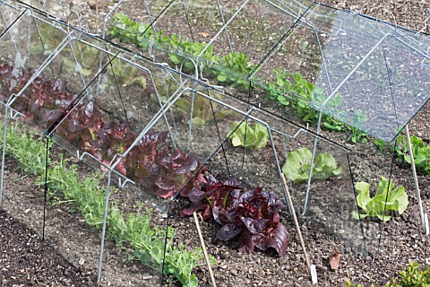 EARLY_VEGETABLES_GROWN_UNDER_CLOCHES