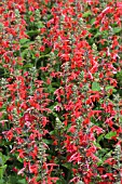 SALVIA COCCINIA LADY IN RED