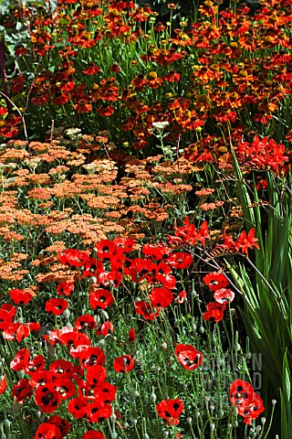 COLOURFUL_HERBACEOUS_BORDER