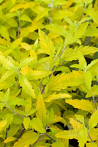 CARYOPTERIS_X_CLANDONENSIS_GOLD_GIANT