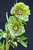 HELLEBORUS X HYBRIDUS DOUBLE GREEN LACED RED