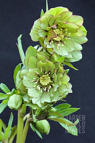 HELLEBORUS_X_HYBRIDUS_DOUBLE_GREEN_LACED_RED
