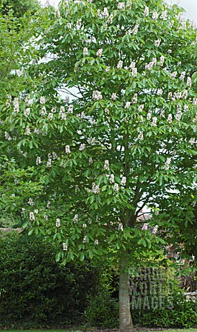 AESCULUS_INDICA_SYDNEY_PEARCELY