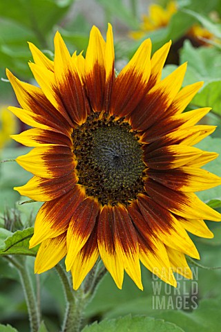 HELIANTHUS_RING_OF_FIRE