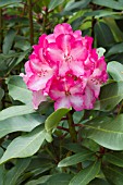 RHODODENDRON POINT DEFIANCE