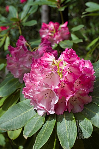 RHODODENDRON_LEMS_MONARCH