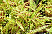 DROSERA CAPENSIS (RED FORM)