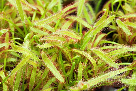 DROSERA_CAPENSIS_RED_FORM