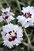 DIANTHUS SILVER STAR