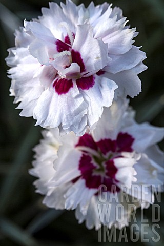 DIANTHUS_SILVER_STAR