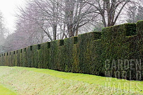 TAXUS_BACCATA