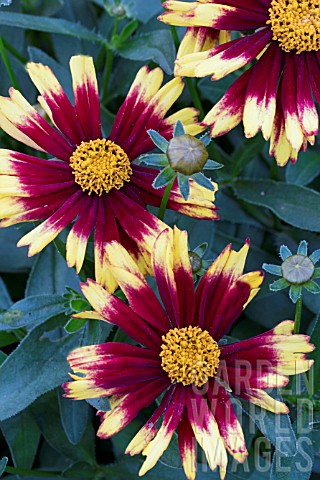 COREOPSIS_UP_TICK_YELLOW_RED_BALUPTOWED