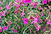 NICOTIANA WHISPERS MIXED RED