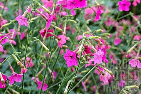 NICOTIANA_WHISPERS_MIXED_RED
