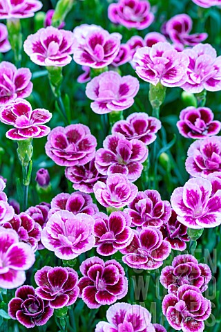 DIANTHUS_FIRST_KISS