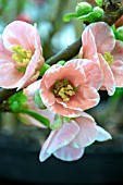 CHAENOMELES JAPONICA MADAME BUTTERFLY (WHITE ICE)