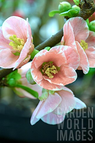CHAENOMELES_JAPONICA_MADAME_BUTTERFLY_WHITE_ICE