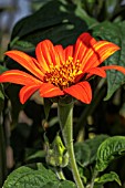 TITHONIA RED TORCH