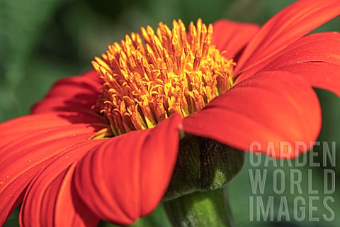 TITHONIA_RED_TORCH