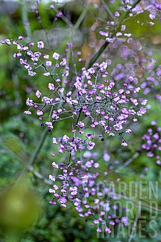THALICTRUM_DELAVAYI_HEWITTS_DOUBLE