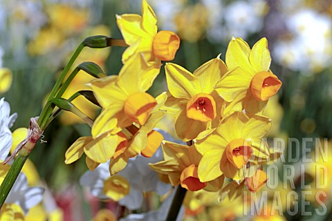 NARCISSUS_AVALANCHE_OF_GOLD