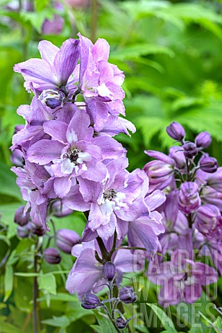DELPHINIUM_LILAC_ROSE_WITH_WHITE_BEE