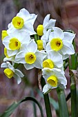 NARCISSUS AVALANCHE