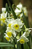 NARCISSUS AVALANCHE