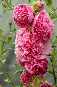 ALCEA ROSEA CHATERS DOUBLE PINK