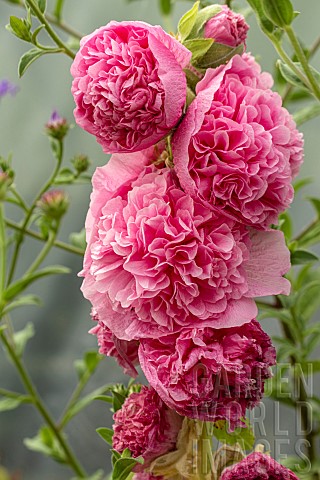 ALCEA_ROSEA_CHATERS_DOUBLE_PINK
