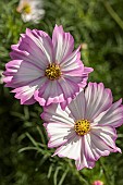 COSMOS CANDY STRIPE
